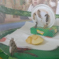 ŽIVÁ A NEŽIVÁ PŘÍRODA