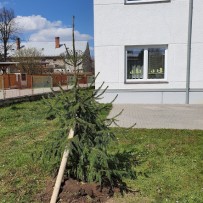 Obnova školní zahrady